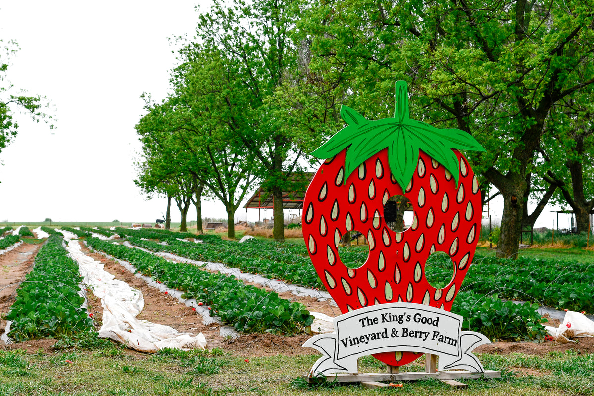 UPick Strawberries Schedule The King's Good Vineyard and Berry Farm