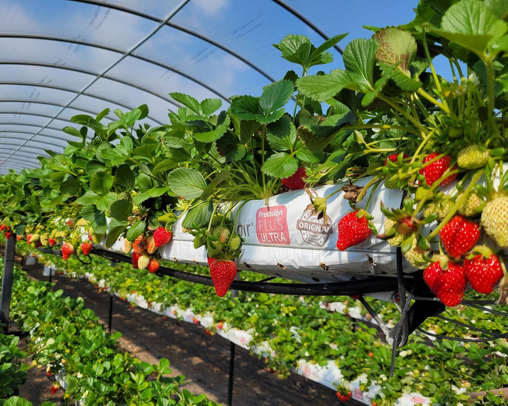 U-Pick Strawberries Event on Easter Monday!
