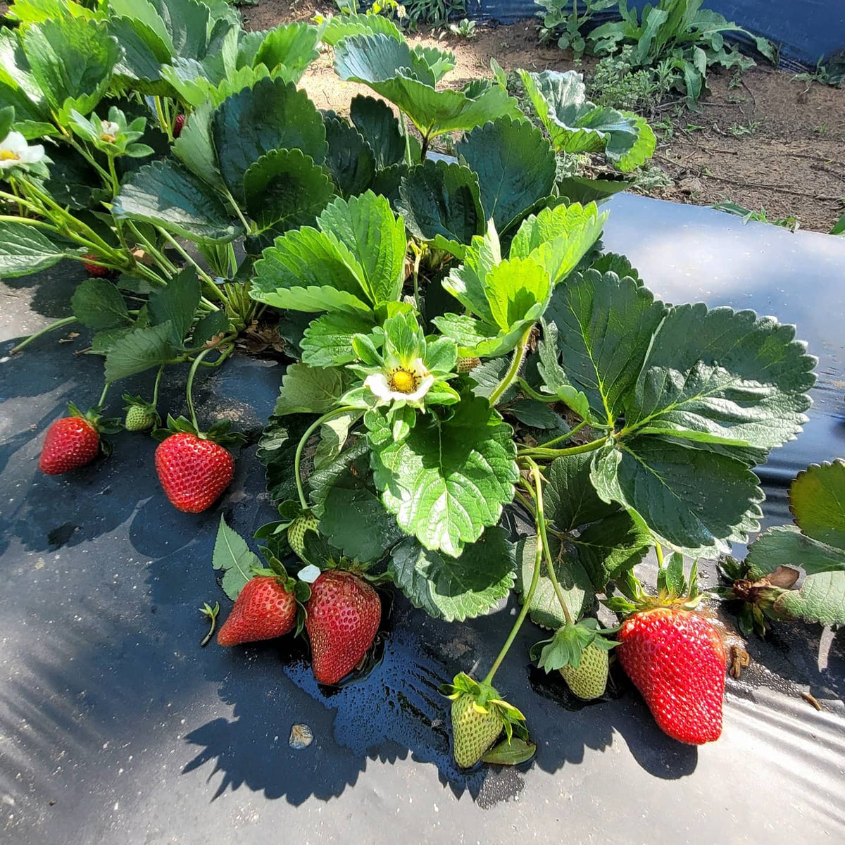 UPick Strawberry Hours this Week The King's Good Vineyard and Berry Farm