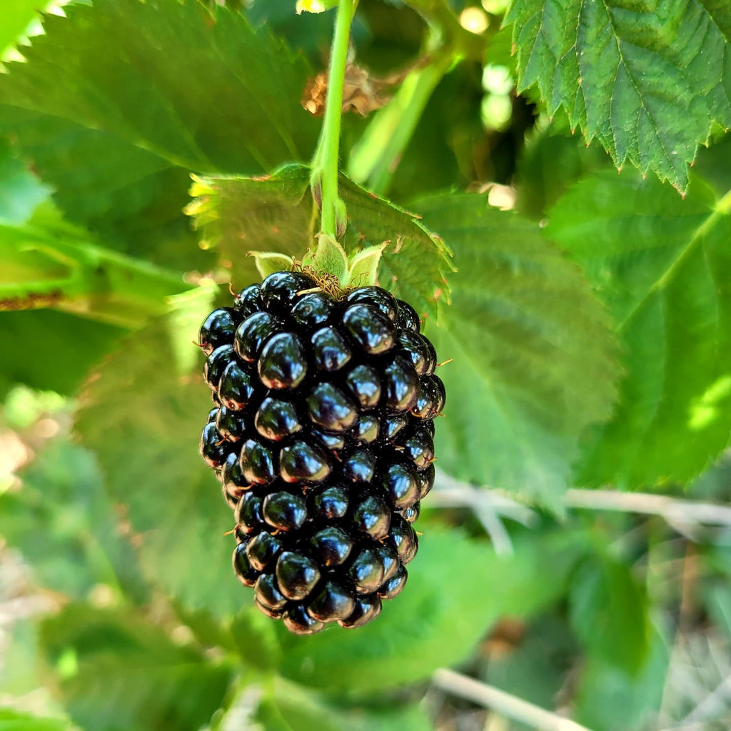 U-Pick Strawberries & Blackberries this Saturday!