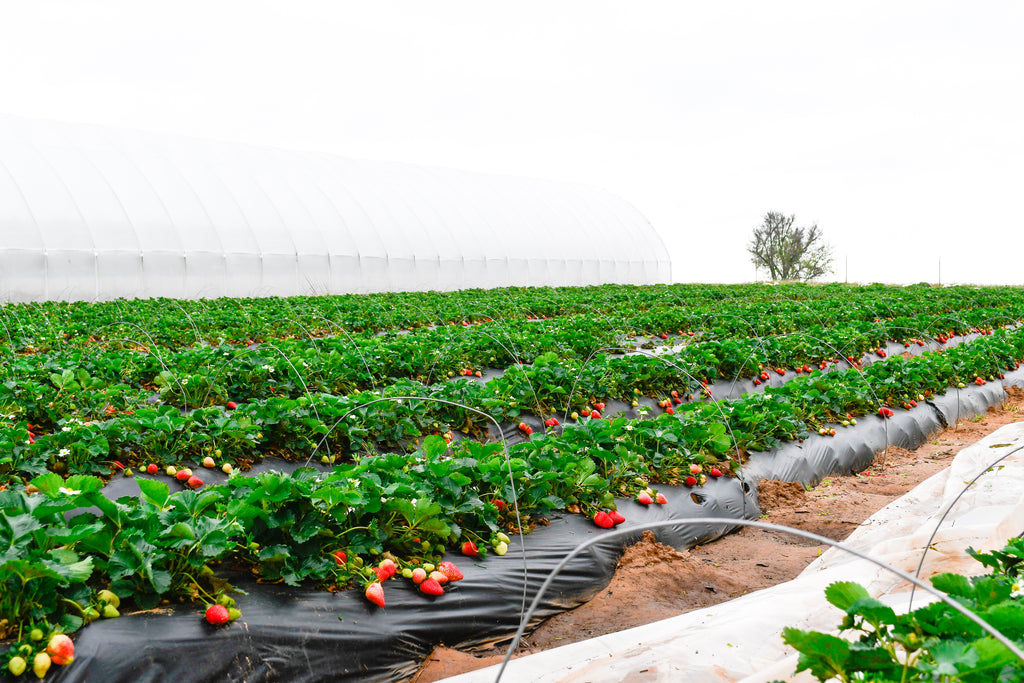 U-Pick Hours Extended for Saturday!