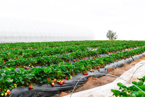 U-Pick Hours Extended for Saturday!