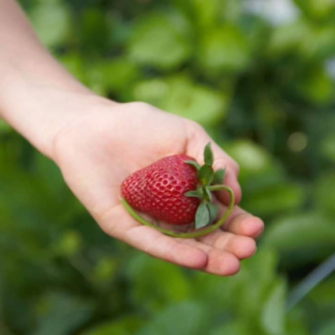 U-Pick Strawberries Schedule – The King's Good Vineyard and Berry Farm