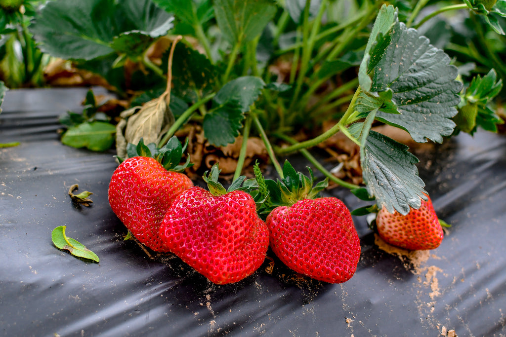 Open for U-Pick Strawberries