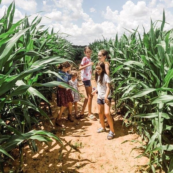 Morath Orchard Corn Maze