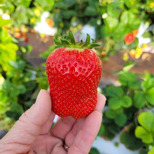 Greenhouse U-Pick Strawberries