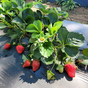 U-Pick Strawberry Hours this Week