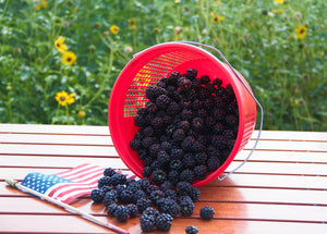 4th of July Weekend Hours for U-Pick Blackberries & Café!