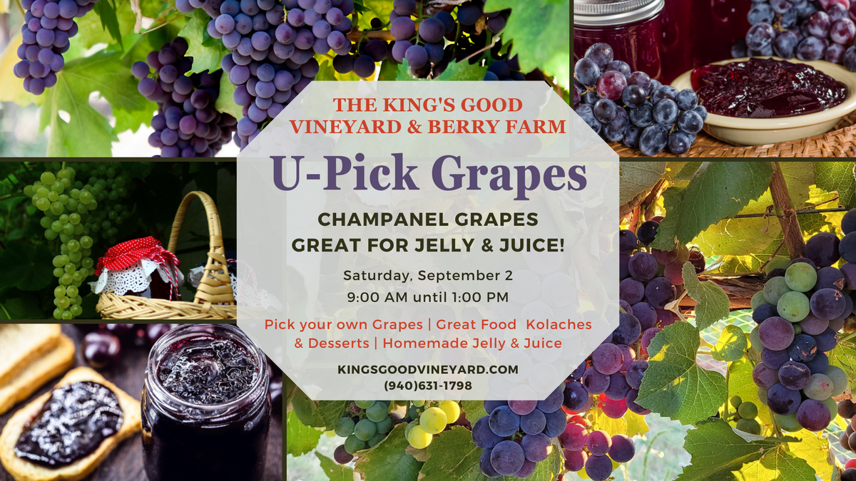 UPick Grapes for Jelly & Juice! The King