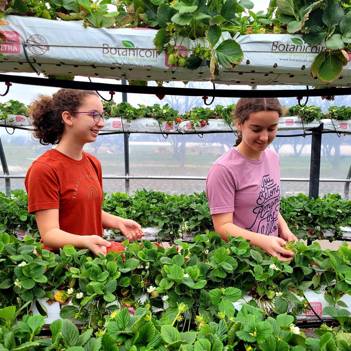 Greenhouse U-Pick Strawberries – The King's Good Vineyard and Berry Farm